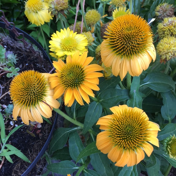 Meet your Posher, Elisabeth - Picture 2 of 2